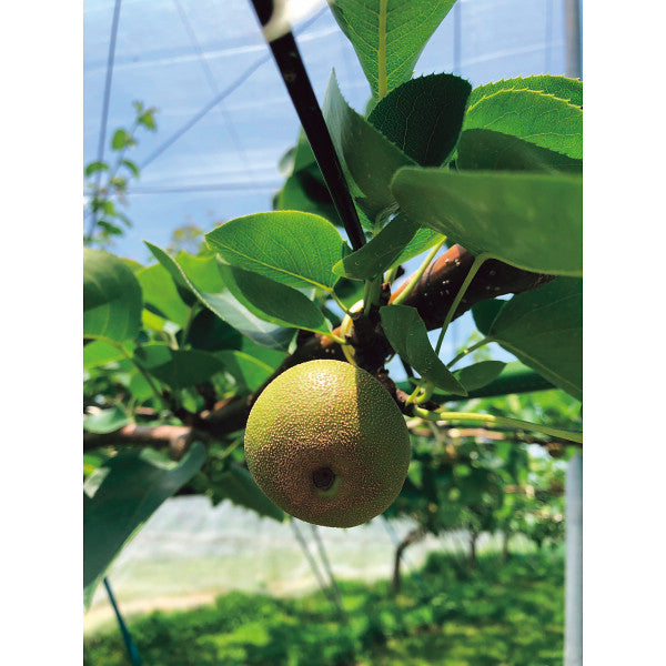 【お歳暮】季節の野菜果実のバラエティギフト（２１本）